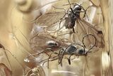 Fossil Wasps, Crane Fly, Fly, and Aphid in Baltic Amber #310799-1